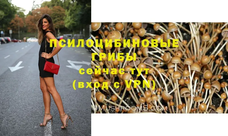 наркотики  Белорецк  Галлюциногенные грибы Psilocybe 